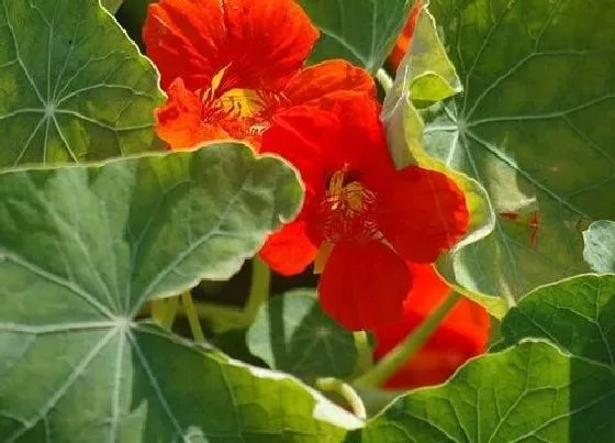 植物毒性|旱莲花叶子有毒吗