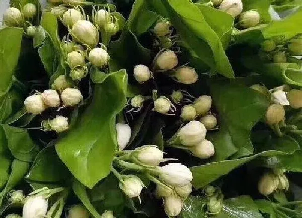 养殖科普|茉莉花喜阴还是喜阳光