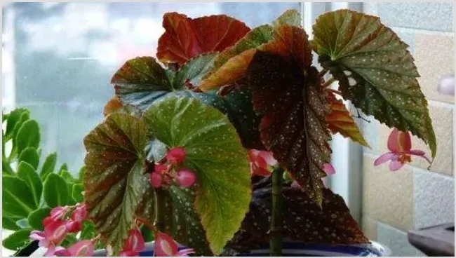 竹节海棠怎么施肥 | 耕种资料