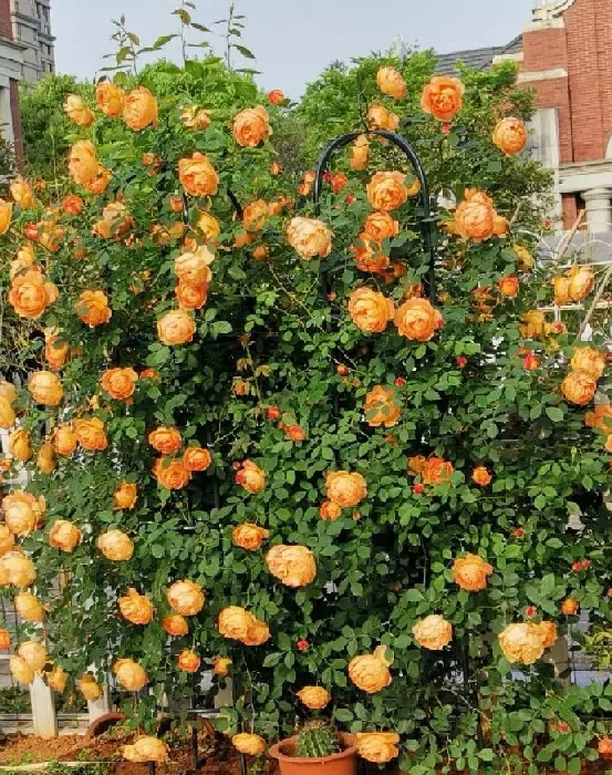 植物百科|夏洛特夫人月季优缺点（藤本夏洛特夫人花期长香味好闻）