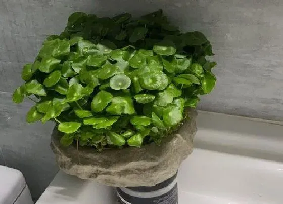 冬天植物|铜钱草怕冷吗（冬天天冷了之后怎么养才能安全过冬）