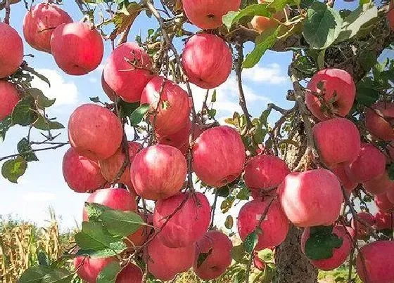 食用常识|苹果什么季节吃最好