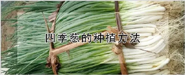 四季葱的种植方法 | 种植资料
