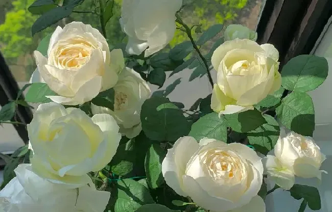 植物百科|伊芙婚礼之路月季优缺点（阳台养婚礼之路抗病性好长得慢）