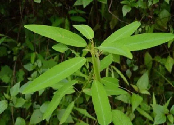 植物排行|有趣的植物有哪些