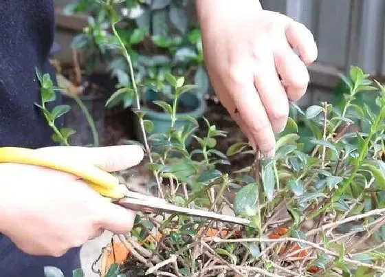 植物修剪|鱼嘴吊兰怎么修剪方法