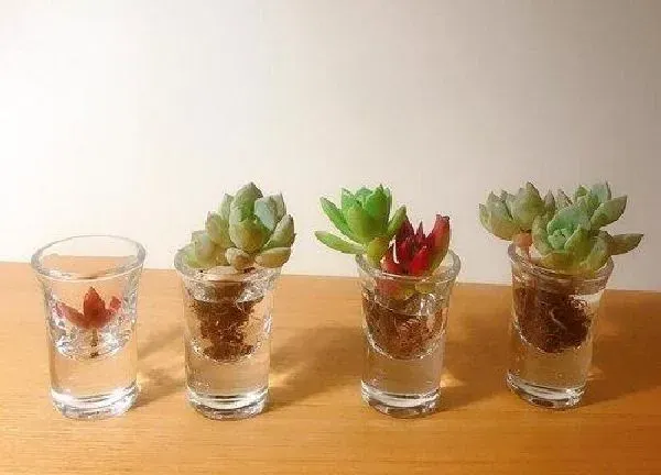 养殖方法|水培植物怎么养才能更旺盛 长时间养活水培植物4大要点