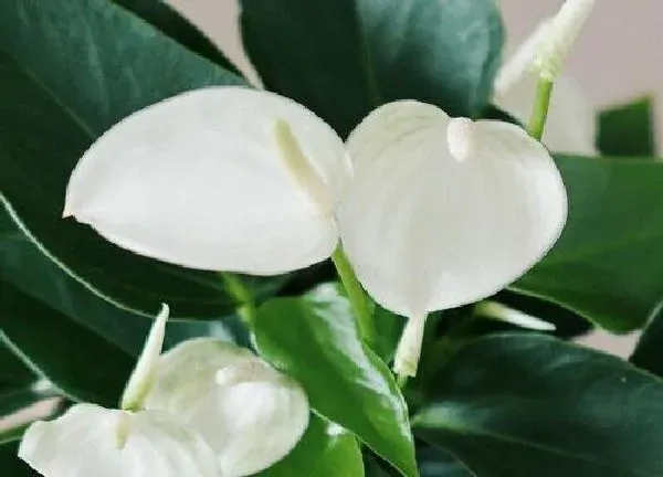 植物浇水|白鹤芋多久浇一次水