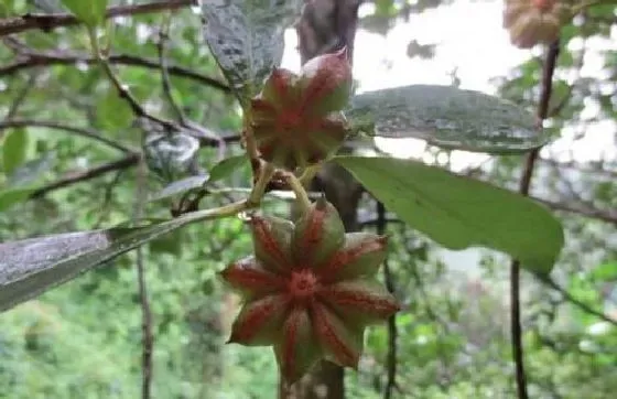 植物嫁接|八角树什么时候嫁接成活率高