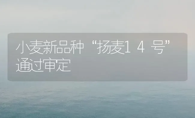 小麦新品种“扬麦14号”通过审定 | 粮油作物种植