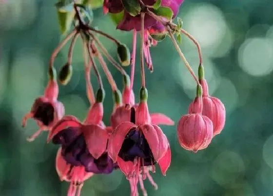 开花时间|宝莲灯一年开几次花