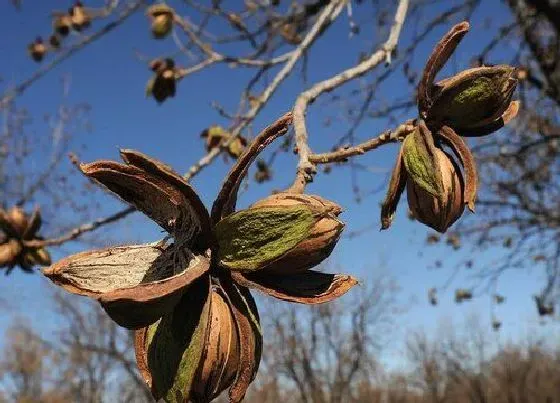 种植管理|碧根果几年结果实