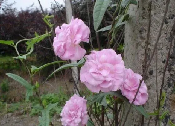 植物百科|藤本牡丹是多年生吗