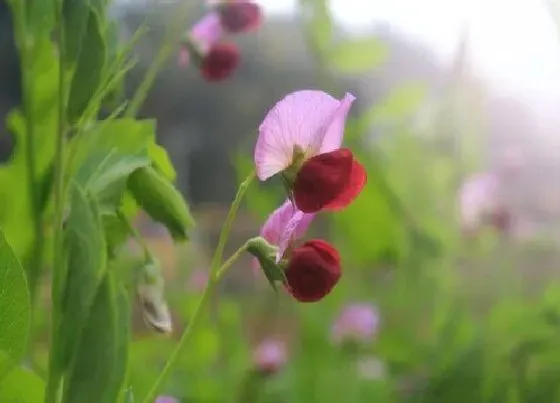 植物百科|荷兰豆是什么季节的菜