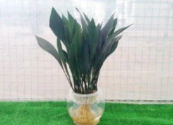 养殖方法|水培植物怎么养才能更旺盛 长时间养活水培植物4大要点