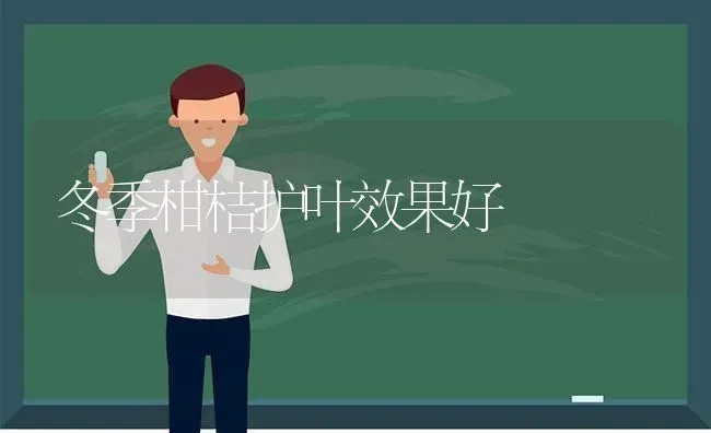 冬季柑桔护叶效果好 | 瓜果种植