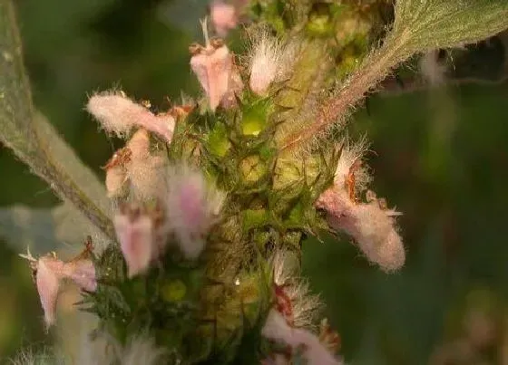 颜色花|益母草花是什么颜色的