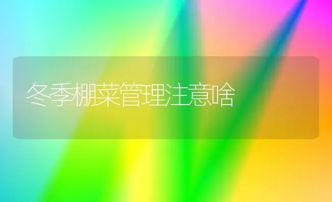 冬季棚菜管理注意啥 | 蔬菜种植
