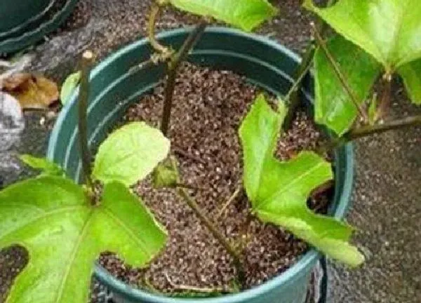 植物扦插|百香果可以扦插繁殖吗
