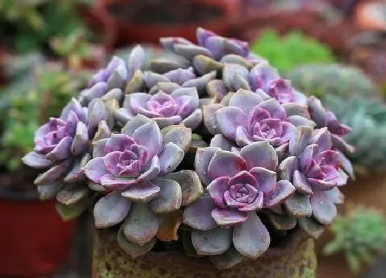 冬天植物|多肉几度入室