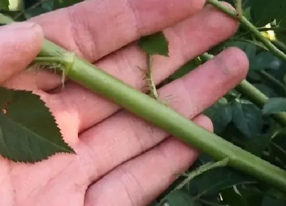 植物修剪|蔷薇剪枝能插活吗 剪枝扦插时间和方法