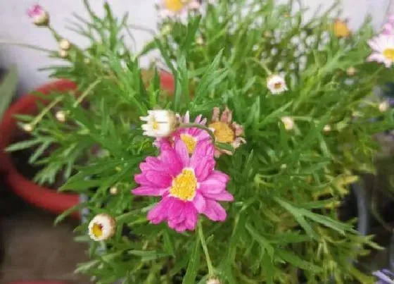 植物寓意|菊花代表什么生肖