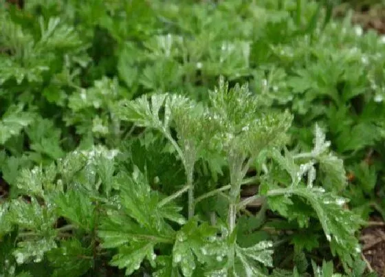 植物排行|辟邪的植物有哪些