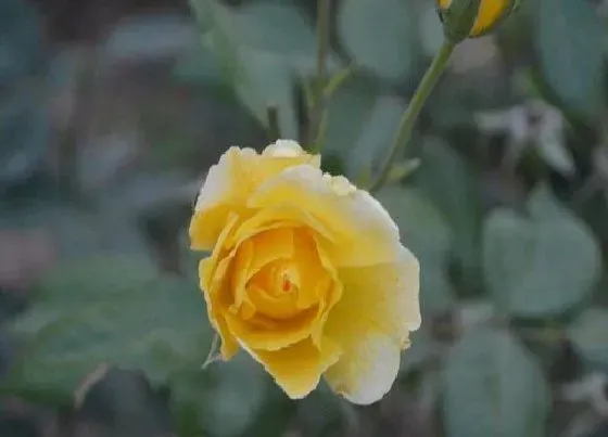 花语|什么花的花语是平安归来