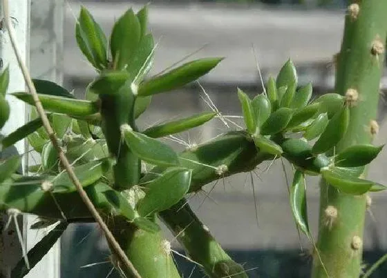 植物百科|木麒麟是什么植物