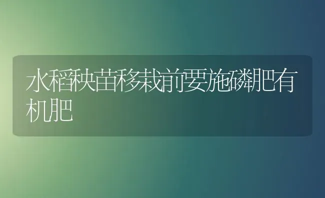 水稻秧苗移栽前要施磷肥有机肥 | 粮油作物种植