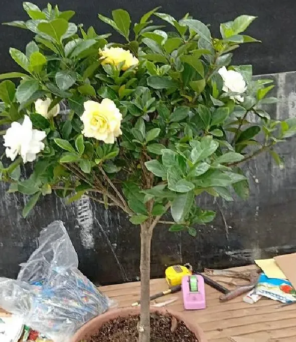 植物换土|栀子花换土时间和方法 换土后养护措施及注意事