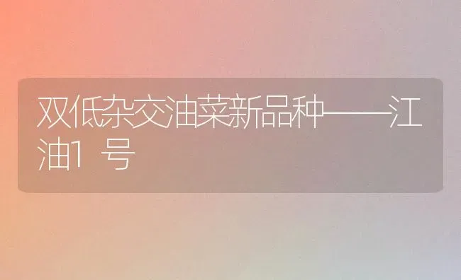 双低杂交油菜新品种——江油1号 | 粮油作物种植