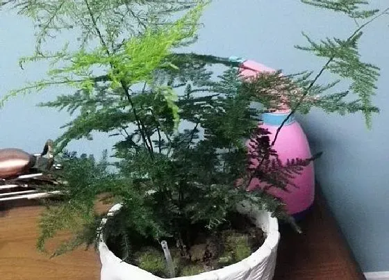 冬天植物|文竹几度入室