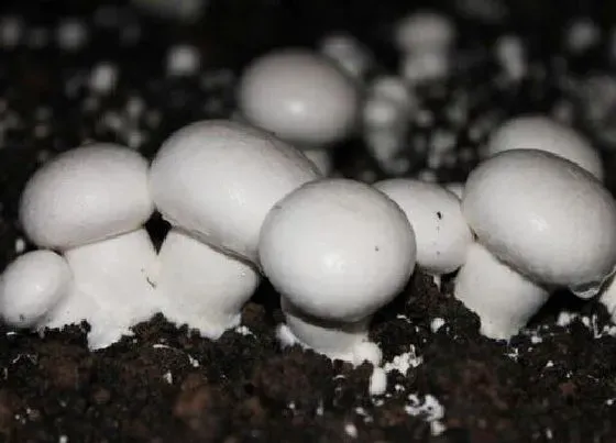 种植管理|双孢菇的生长周期是多长时间