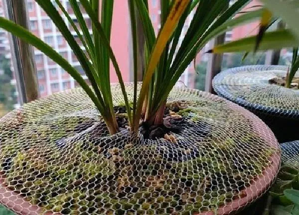 养殖方法|苔藓怎么养殖长得绿