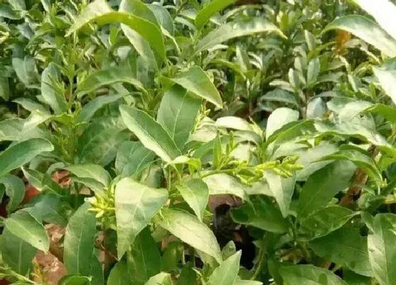 植物播种|夜来香什么时候播种好