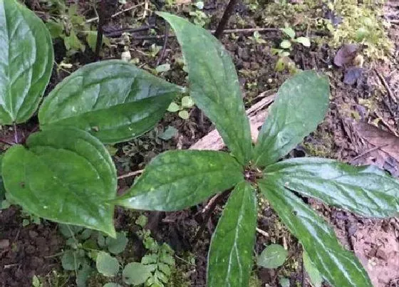 种植管理|重楼的生长周期是多长时间