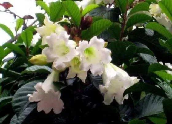 颜色花|清明花是什么颜色的