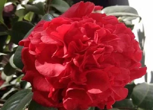 养殖方法|茶花花期养护方法 开花期间养殖要点