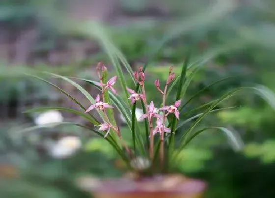 开花时间|建兰一年开几次花