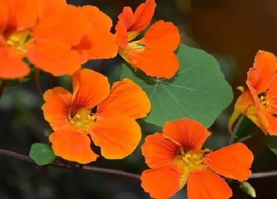植物寓意|表示爱国的花 花语是代表爱国的花