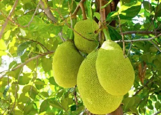 果实成熟|菠萝蜜什么季节成熟采摘 成熟期是几月份