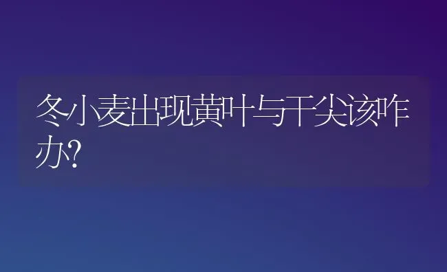 冬小麦出现黄叶与干尖该咋办？ | 粮油作物种植