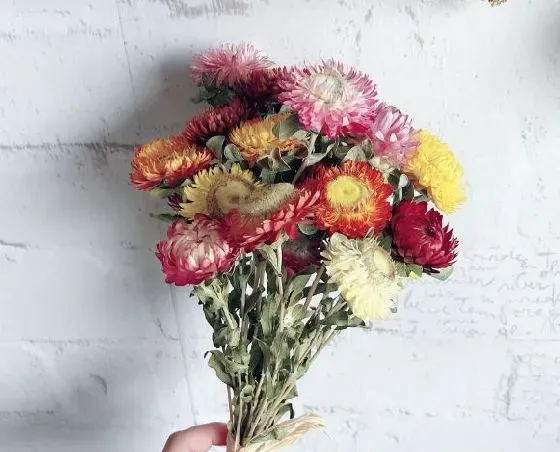 花语|梗菊的花语是什么寓意