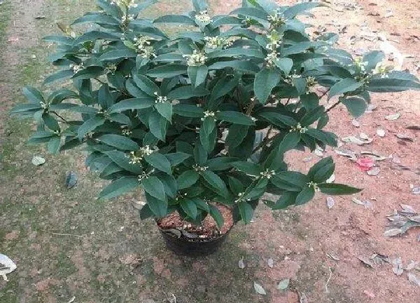 植物移栽|桂花树怎么移植方法