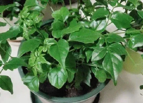 植物百科|幸福树的繁殖方法