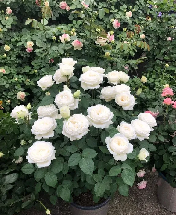 植物百科|伊芙婚礼之路月季优缺点（阳台养婚礼之路抗病性好长得慢）