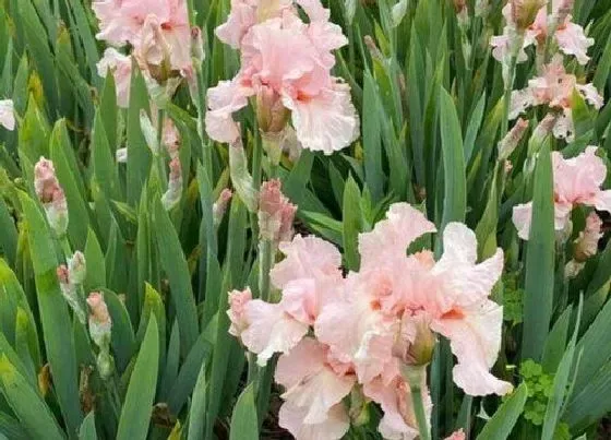 花卉百科|代表光明和希望的花（象征阳光与希望的花有哪些）