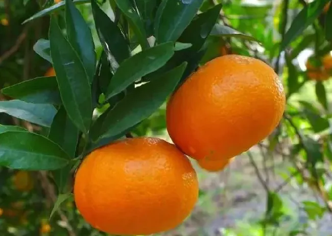 玫瑰香柑品种介绍与特点 | 种植技术