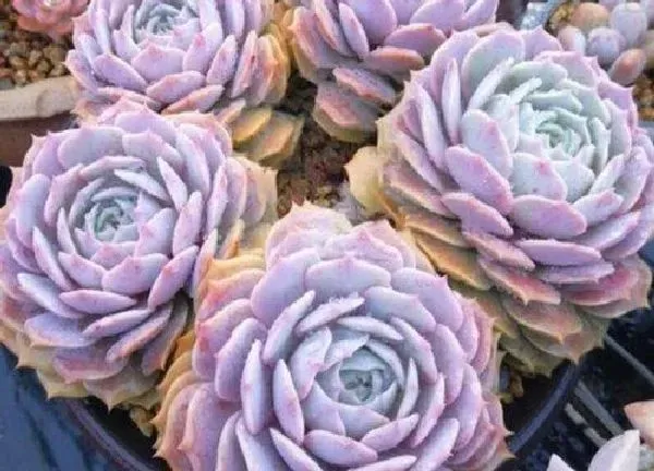 养殖科普|露娜莲开花后怎么处理